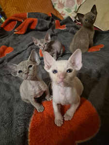 Котята донского сфинкса (3 фото из 3)