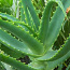 Aloe (foto #1)