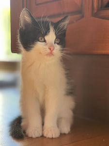 Котята, kiisud (3 фото из 4)