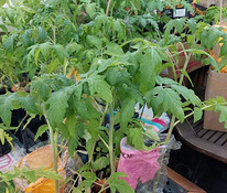 Tomatite taimed / Tomato seedlings