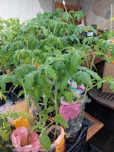Tomatite taimed / Рассада томатов (фото #1)