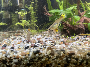 Guppy (2 foto / 3)