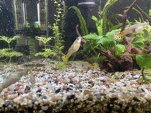 Guppy (3 foto / 3)