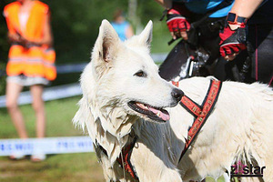 Valge šveitsi lambakoer (3 foto / 4)