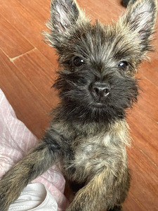 Cairn terrier kutsikas (1 foto / 3)
