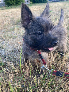 Cairn terrier kutsikas (3 foto / 3)