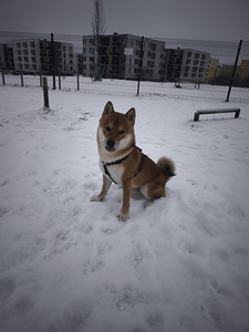 Puhtatõuline koer otsib emast koera (1 foto / 2)