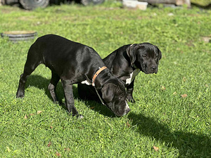 Ameerika pitbullterjer (1 foto / 4)