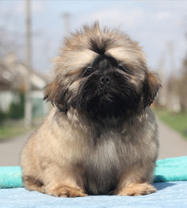 Shih tzu kutsikad (3 foto / 7)