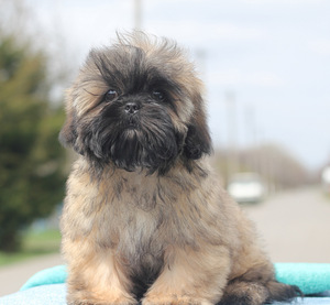 Shih tzu kutsikad (4 foto / 7)