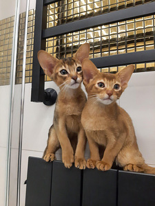 Abyssinian (1 foto / 7)