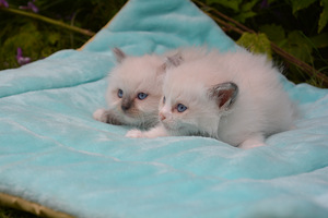 Ragdoll (2 фото из 3)