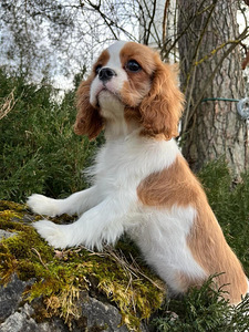 Cavalier King Charles Spaniel (4 foto / 10)