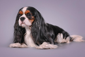 Cavalier King Charles Spaniel (9 foto / 10)