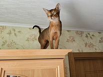 Abyssinian