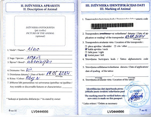 Абиссинская (3 фото из 3)