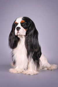Cavalier King Charles Spaniel (2 фото из 10)