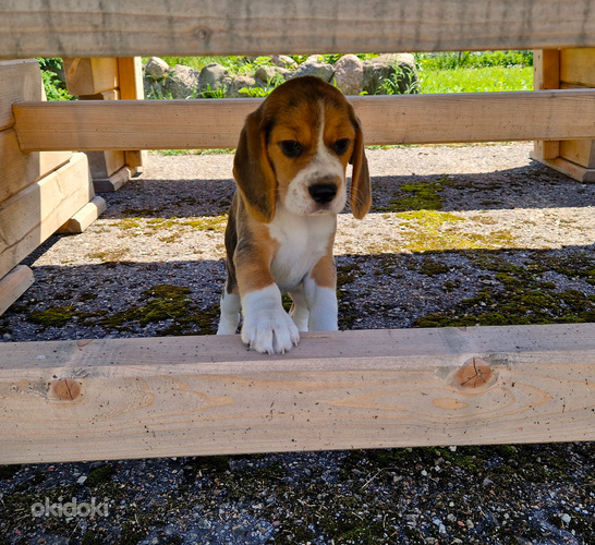 Beagle kutsikad (foto #5)