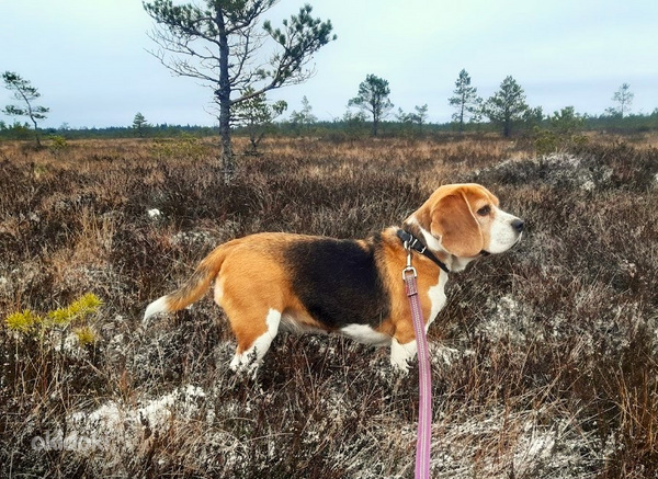 Beagle kutsikad (foto #9)