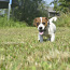 Jack Russel Terrier (foto #1)
