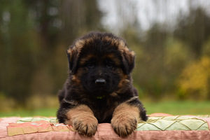 Saksanpaimenkoiran pennut (4 valokuva sivusta 10)