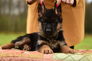 Saksanpaimenkoiran pennut (10 valokuva sivusta 10)