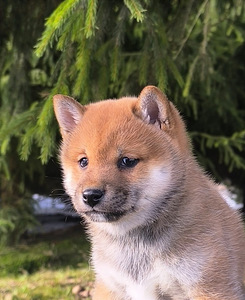 Shiba Inu kutsikad (4 foto / 5)