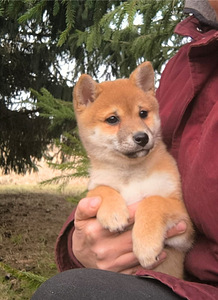 Shiba Inu kutsikad (2 foto / 5)