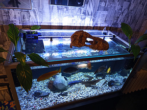 Soome akvaarium 120 liitrit (3 foto / 4)