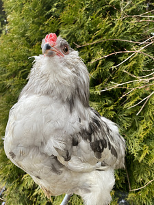 Ameraucana noorpaar-sinised munad (2 foto / 6)