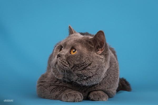 Klubi-Briti kass kutsub sind paariliseks (foto #1)