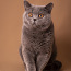 Клубный британский кот приглашает на вязку (фото #3)