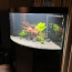 Akvaarium Juwel Trigon 350 LED koos tehnikaga -60%! UUS HIND (foto #1)