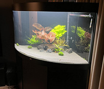 Akvaarium Juwel Trigon 350 LED koos tehnikaga -60%! UUS HIND