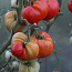 Produktiivsete tomatisortide kvaliteetsed seemikud (foto #1)