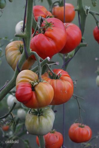 Качественная рассада урожайных сортов томатов (фото #1)
