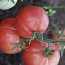 Качественная рассада урожайных сортов томатов (фото #4)