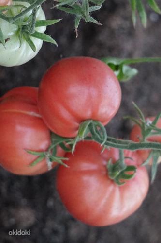 Качественная рассада урожайных сортов томатов (фото #4)