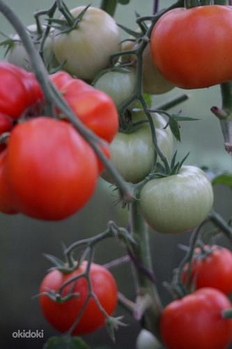 Качественная рассада урожайных сортов томатов (фото #7)