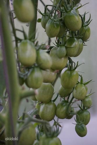 Качественная рассада урожайных сортов томатов (фото #10)