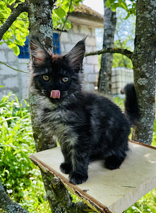 Котята мейн кун (3 фото из 8)
