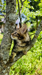 Котята мейн кун (5 фото из 8)