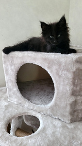 Котята мейн кун (7 фото из 8)
