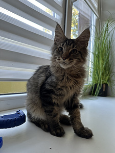 Котенок мейнкун (2 фото из 4)
