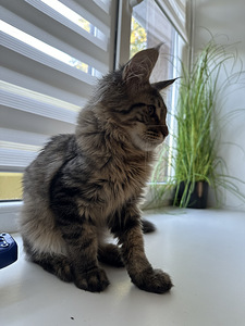 Котенок мейнкун (3 фото из 4)