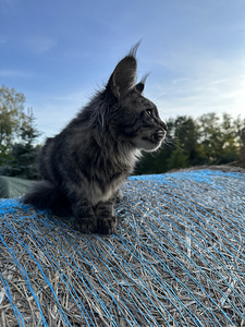 Mainecoon kass (3 foto / 5)