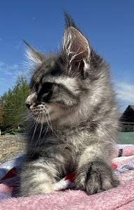 Maine coon (3 фото из 6)