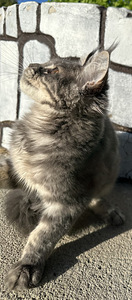 Mainecoon (5 foto / 7)