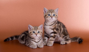 Шотландский котик ждет невесту (2 фото из 4)
