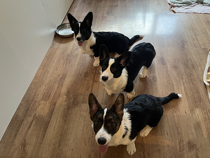 Welsh Corgi Cardigan kutsikad (3 foto / 6)